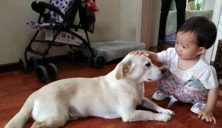 养狗,劝你不要养“拉布拉多”,身后有这几个原因 养狗,劝你不要养“拉布拉多”,身后有这几个原因