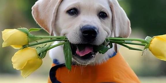 养狗,劝你不要养“拉布拉多”,身后有这几个原因 养狗,劝你不要养“拉布拉多”,身后有这几个原因