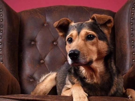 你狗狗究竟有多爱你,你可能不知道,这几个层面你不得不说 你狗狗究竟有多爱你,你可能不知道,这几个层面你不得不说