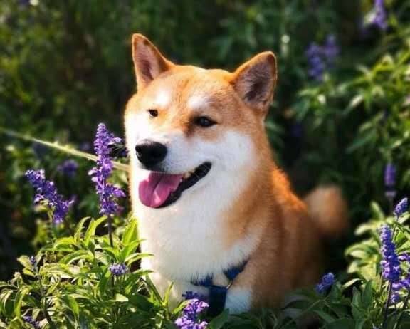 你狗狗究竟有多爱你,你可能不知道,这几个层面你不得不说 你狗狗究竟有多爱你,你可能不知道,这几个层面你不得不说