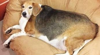 给狗狗减肥并不是件简单的事情,这三个步骤你做对了吗? 给狗狗减肥并不是件简单的事情,这三个步骤你做对了吗?