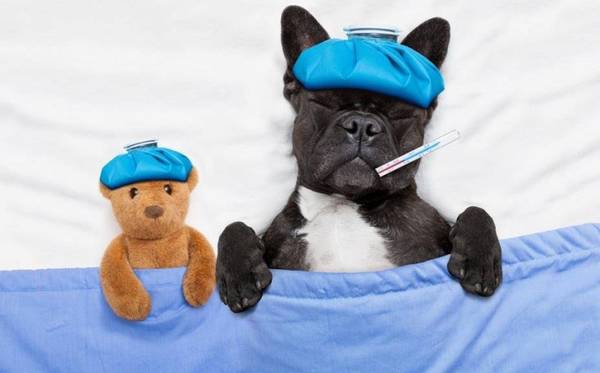 正常体温的狗狗.掌握这些指标,保护狗狗健康,心动和呼吸是多少? 正常体温的狗狗.掌握这些指标,保护狗狗健康,心动和呼吸是多少