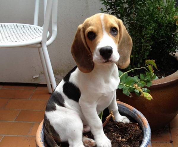 比格犬相当于人几岁的智力?比格犬应该怎么养? 比格犬相当于人几岁的智力?比格犬应该怎么养?