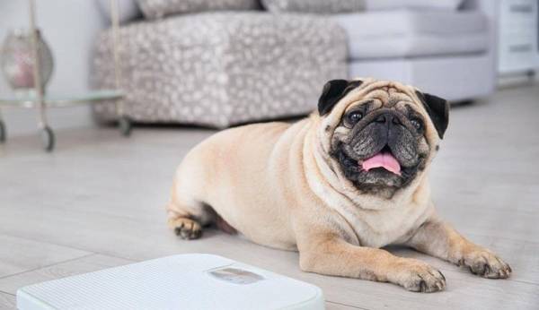 正常体温的狗狗.掌握这些指标,保护狗狗健康,心动和呼吸是多少? 正常体温的狗狗.掌握这些指标,保护狗狗健康,心动和呼吸是多少