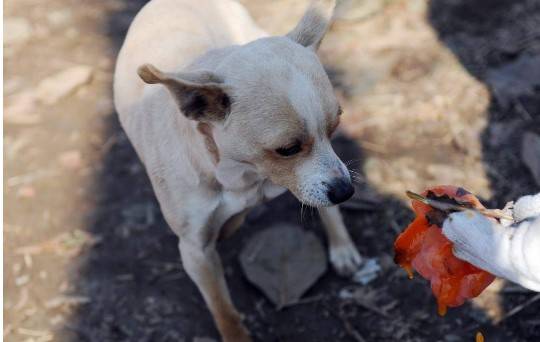 铲屎官注意了给狗狗喂食时应当注意这些事情 铲屎官注意了给狗狗喂食时应当注意这些事情