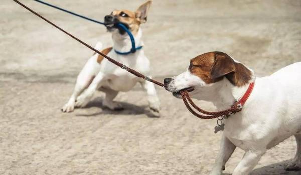 遛狗时狗狗拔河或往人身上扑是表明狗狗想变成“主人”吗? 遛狗时狗狗拔河或往人身上扑是表明狗狗想变成“主人”吗?