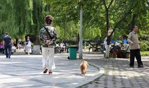 小狗牵绳的必要性,您知道多少 小狗牵绳的必要性,您知道多少