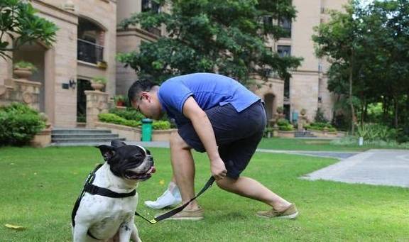 小狗牵绳的必要性,您知道多少 小狗牵绳的必要性,您知道多少