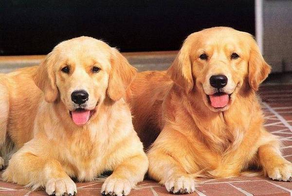 金毛有这5个行为,便是在深深爱着你,你知道吗 金毛有这5个行为,便是在深深爱着你,你知道吗