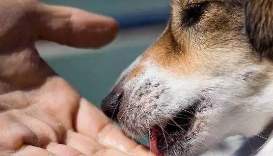 狗狗经常舔主人手和脚的缘故,离不了这6点! 狗狗经常舔主人手和脚的缘故,离不了这6点!