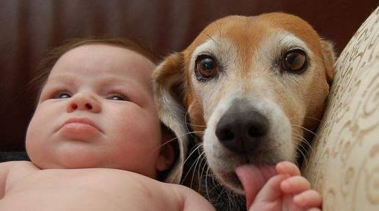 狗狗经常舔主人手和脚的缘故,离不了这6点! 狗狗经常舔主人手和脚的缘故,离不了这6点!