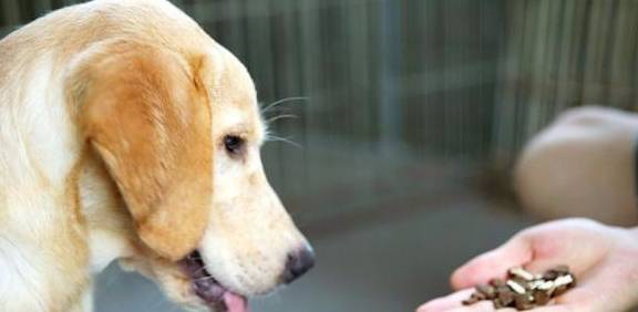 狗狗有这5个个人行为时,赶快去驱虫吧,不然不良影响就明显了! 狗狗有这5个个人行为时,赶快去驱虫吧,不然不良影响就明显了!