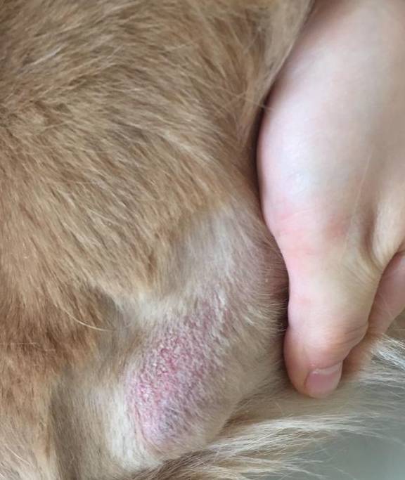 狗狗有这5个个人行为时,赶快去驱虫吧,不然不良影响就明显了! 狗狗有这5个个人行为时,赶快去驱虫吧,不然不良影响就明显了!