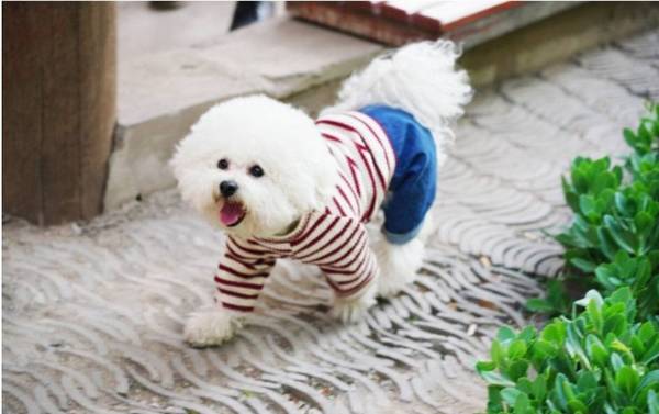 狗狗喜爱做那些事,并不是顽皮,反而是爱着你的主要表现 狗狗喜爱做那些事,并不是顽皮,反而是爱着你的主要表现