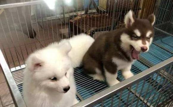 为何许多狗狗害怕去宠物店?缘故有5个,你们家的狗狗敢进来吗? 为何许多狗狗害怕去宠物店?缘故有5个,你们家的狗狗敢进来吗?