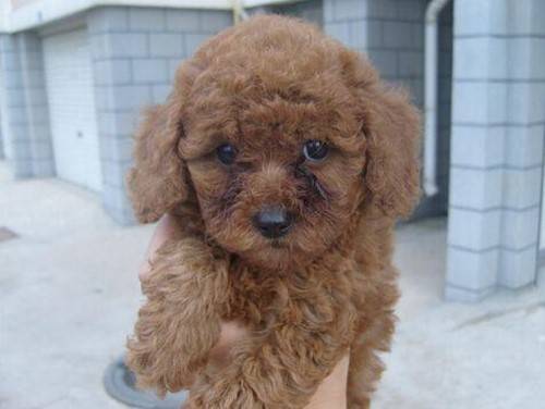 小泰迪有泪痕需不需要通泪腺 小泰迪有泪痕需不需要通泪腺