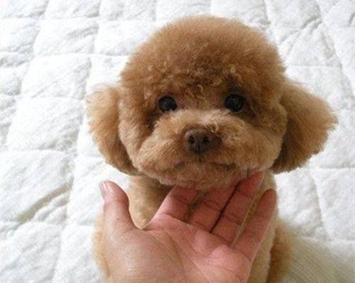 小泰迪有泪痕需不需要通泪腺 小泰迪有泪痕需不需要通泪腺