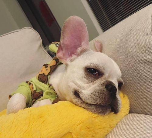 法斗泪痕臭 法斗泪痕臭