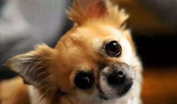 狗狗:不必蒙蔽我的个人行为,仅仅由于大家的感观能力不一样 狗狗:不必蒙蔽我的个人行为,仅仅由于大家的感观能力不一样