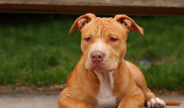 这5种狗狗有攻击能力,家里有小孩子的,或是要绕开他们 这5种狗狗有攻击能力,家里有小孩子的,或是要绕开他们