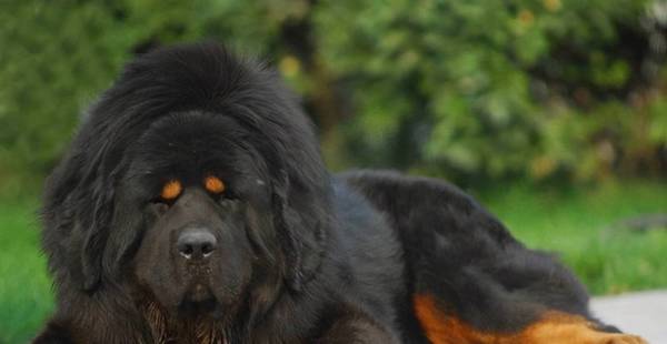 这5种狗狗有攻击能力,家里有小孩子的,或是要绕开他们 这5种狗狗有攻击能力,家里有小孩子的,或是要绕开他们