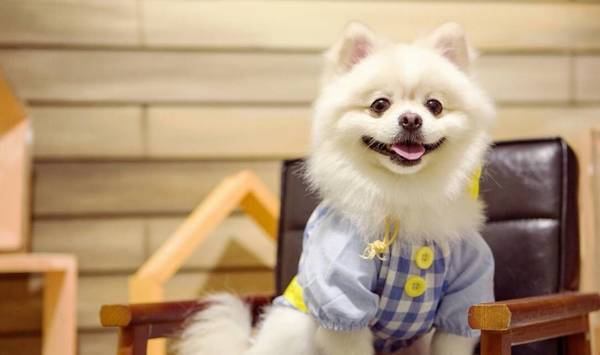 这5种狗狗有攻击能力,家里有小孩子的,或是要绕开他们 这5种狗狗有攻击能力,家里有小孩子的,或是要绕开他们