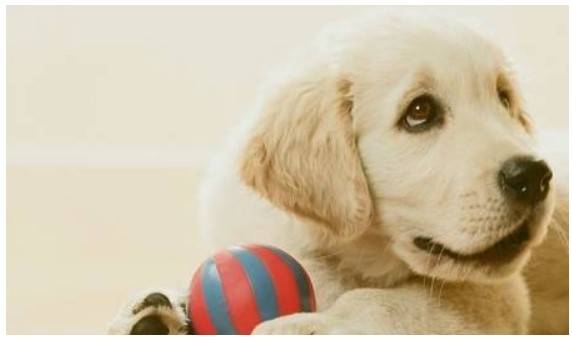 什么人养什么狗居然是有科学论证的?一起来看看哪些狗狗合适你啊 什么人养什么狗居然是有科学论证的?一起来看看哪些狗狗合适你啊