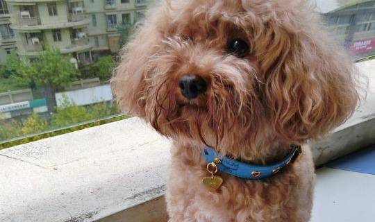 不正确佩戴狗绳,会对狗的身体造成伤害 不正确佩戴狗绳,会对狗的身体造成伤害