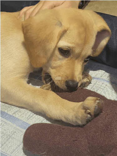 狗狗的十分偏爱:你们家的狗狗更喜欢凉拖或是小玩具? 狗狗的十分偏爱:你们家的狗狗更喜欢凉拖或是小玩具?