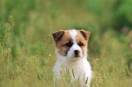 狗狗与生俱来就很忠实?假如它有这4种个人行为,表明都还没把你当主人 狗狗与生俱来就很忠实?假如它有这4种个人行为,表明都还没把你