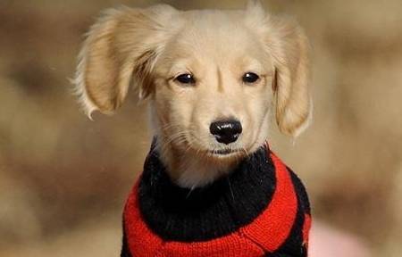 狗狗与生俱来就很忠实?假如它有这4种个人行为,表明都还没把你当主人 狗狗与生俱来就很忠实?假如它有这4种个人行为,表明都还没把你