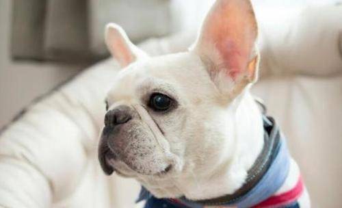 斗牛泪痕沟红该怎么办 斗牛泪痕沟红该怎么办