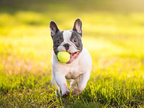 斗牛泪痕沟红该怎么办 斗牛泪痕沟红该怎么办