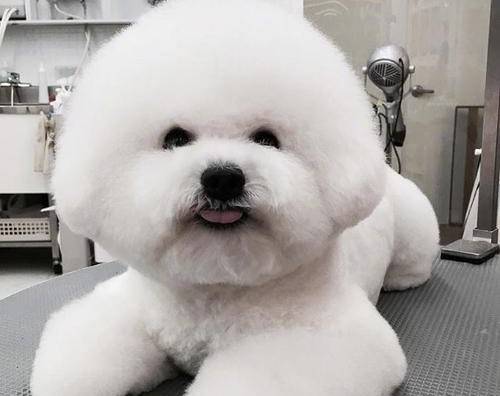 比熊眼泪为何变成了鲜红色 比熊眼泪为何变成了鲜红色