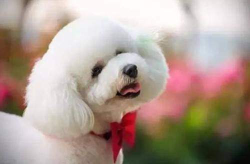 狗狗去泪痕什么方法比较好 狗狗去泪痕什么方法比较好