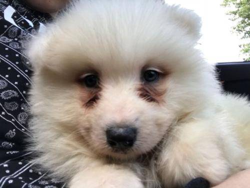 狗狗眼泪比较严重,早上起来狗狗眼泪比较严重 狗狗眼泪比较严重,早上起来狗狗眼泪比较严重