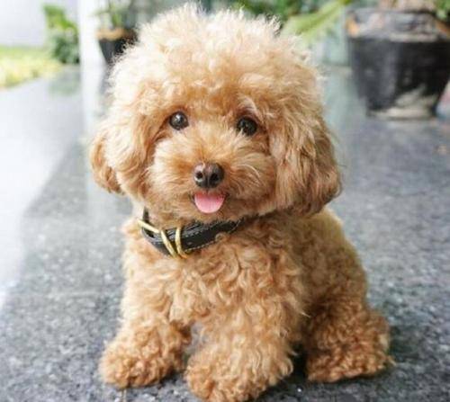 狗狗眼泪比较严重,早上起来狗狗眼泪比较严重 狗狗眼泪比较严重,早上起来狗狗眼泪比较严重