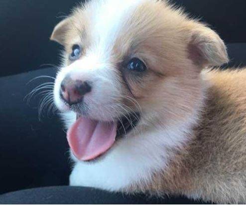 眼睛长期性落泪,柯基有泪痕究竟能够买 眼睛长期性落泪,柯基有泪痕究竟能够买