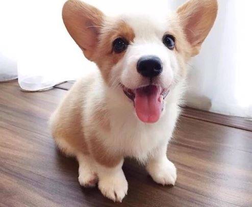 眼睛长期性落泪,柯基有泪痕究竟能够买 眼睛长期性落泪,柯基有泪痕究竟能够买