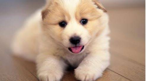 什么办法让狗狗少代谢眼泪,狗狗眼泪多泪痕重是怎么回事 什么办法让狗狗少代谢眼泪,狗狗眼泪多泪痕重是怎么回事