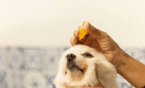 狗狗有泪痕怎么处理 狗狗有泪痕怎么处理