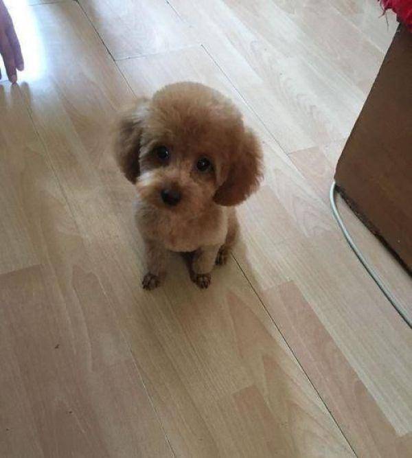 带泰迪去剪毛,小姐姐太年青网友有点儿不安心,剪完以后完全服了 带泰迪去剪毛,小姐姐太年青网友有点儿不安心,剪完以后完全服了