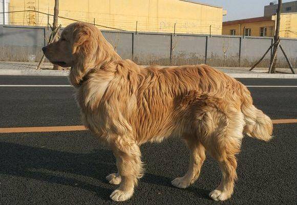 赛级金毛毛发伸直顺滑,但小宠物金毛却毛发打卷,欠佳吗? 赛级金毛毛发伸直顺滑,但小宠物金毛却毛发打卷,欠佳吗?