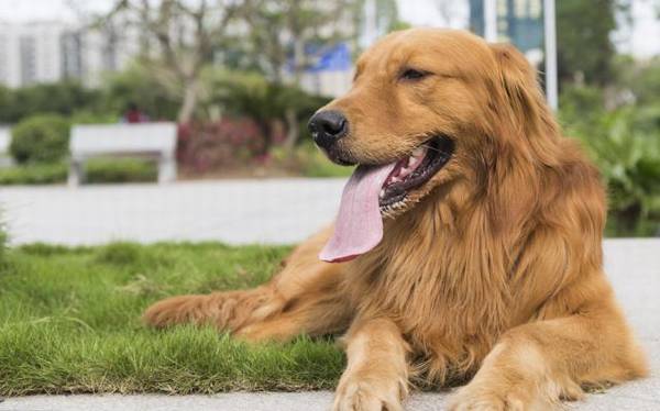 赛级金毛毛发伸直顺滑,但小宠物金毛却毛发打卷,欠佳吗? 赛级金毛毛发伸直顺滑,但小宠物金毛却毛发打卷,欠佳吗?