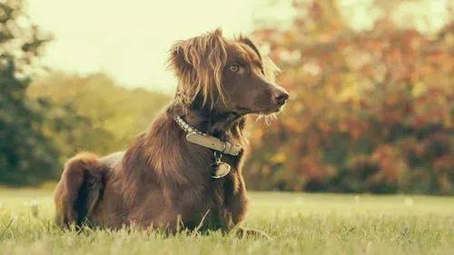 ļҪСëˬ⽫𺦵˼Ľ