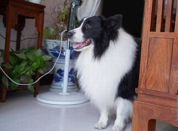 别再被骗,狗狗剪毛因小失大 别再被骗,狗狗剪毛因小失大