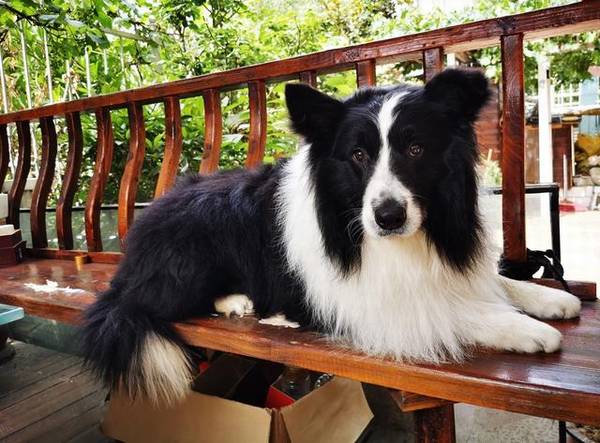 别再被骗,狗狗剪毛因小失大 别再被骗,狗狗剪毛因小失大