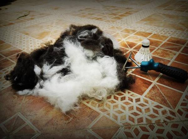 别再被骗,狗狗剪毛因小失大 别再被骗,狗狗剪毛因小失大