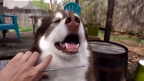 狗狗毛发那些事:梳毛 狗狗毛发那些事:梳毛