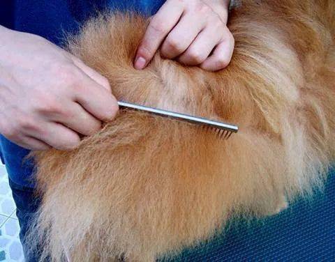 狗狗毛发那些事:梳毛 狗狗毛发那些事:梳毛